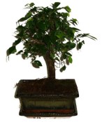 Zelkova 315 - pokojové bonsaje 